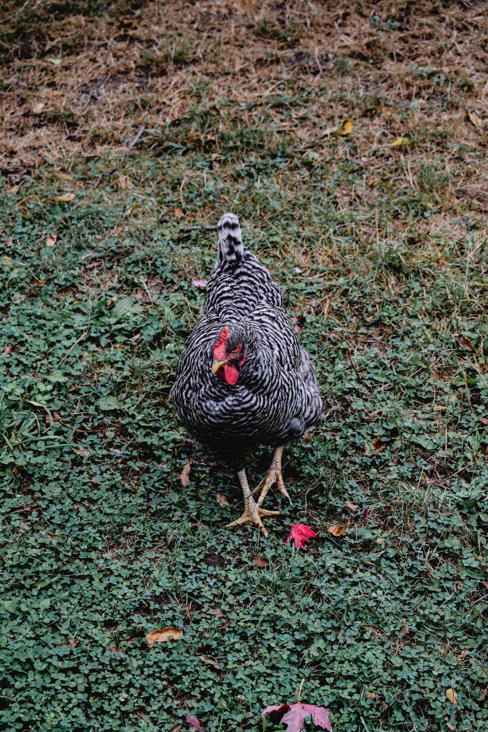 Datenbank illustriert Biodiversität des Huhns