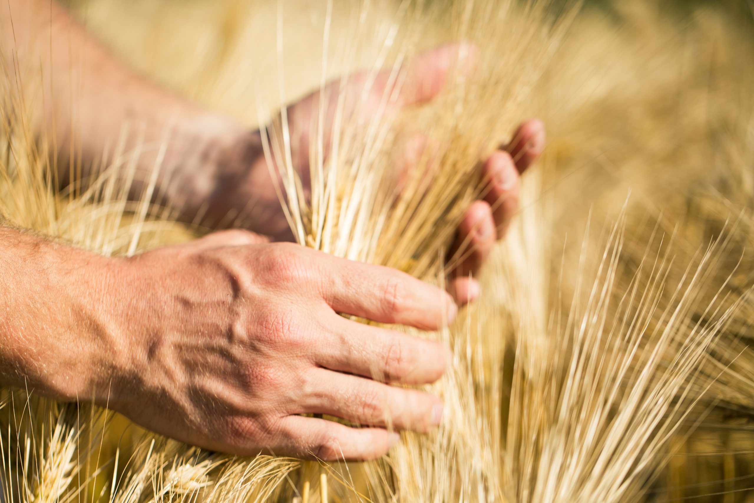 AgrarDebatte zum Nachlesen: Führt die Farm-to-Fork-Strategie zur Neuausrichtung der EU-Agrarpolitik?