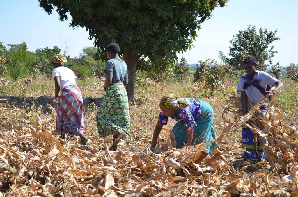 Five Questions for Prof. Dr. Matin Qaim