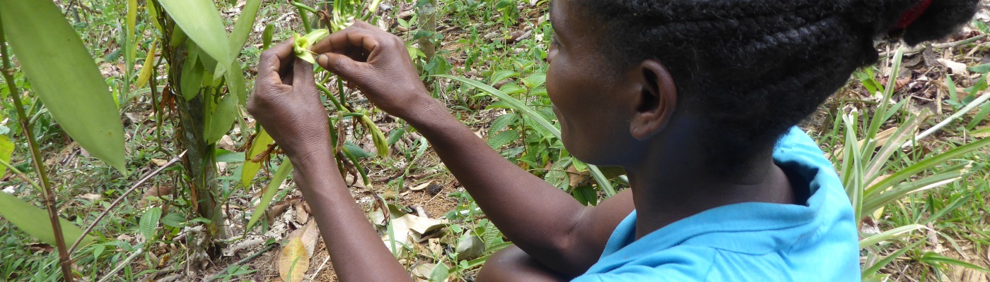 Human pollinators – when, why and how do we use hand pollination?