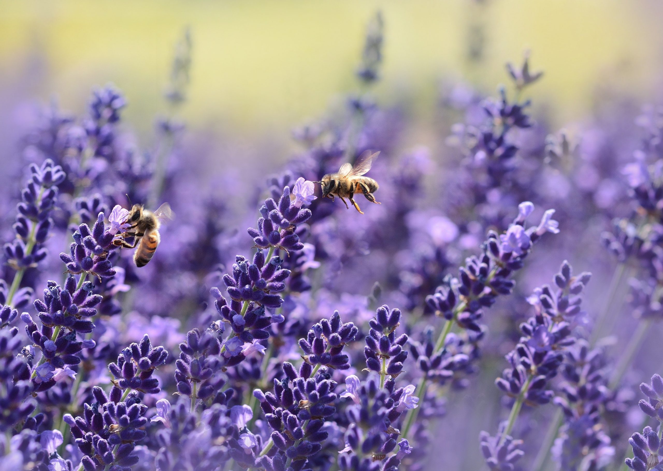 Handbestäubung- Wird die Biene ersetzt?