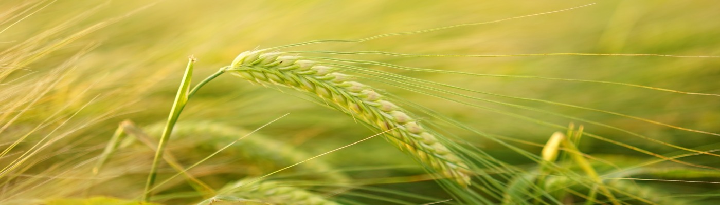 Der Weg zur gläsernen Gerste