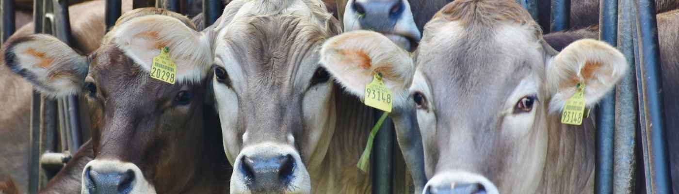 (K)eine nachhaltige Nutztierhaltung ohne Weide?