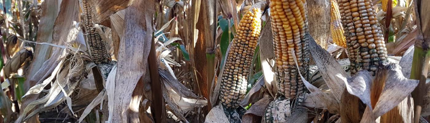 Können biologische Pflanzenschutzmittel Krankheiten auslösen?