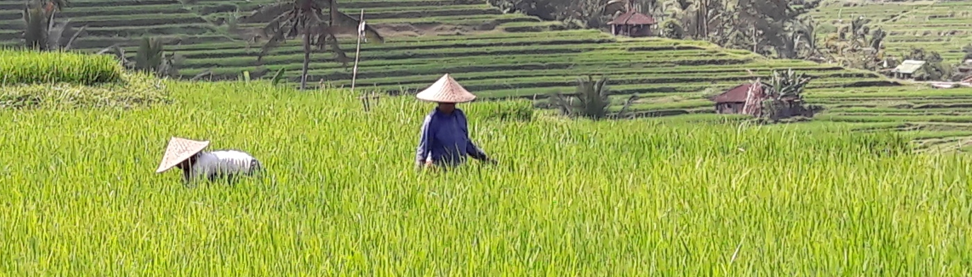 Gentechnik zur Bekämpfung des versteckten Hungers