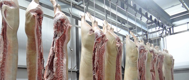 Tierwohl bis zum Tod? Das Mehr an Tierwohl der Bio-Tiere endet häufig mit dem Schritt auf den Transporter