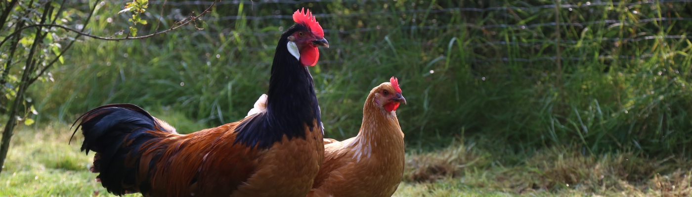 Können lokale Hühnerrassen und regionale Futtermittel überzeugen?